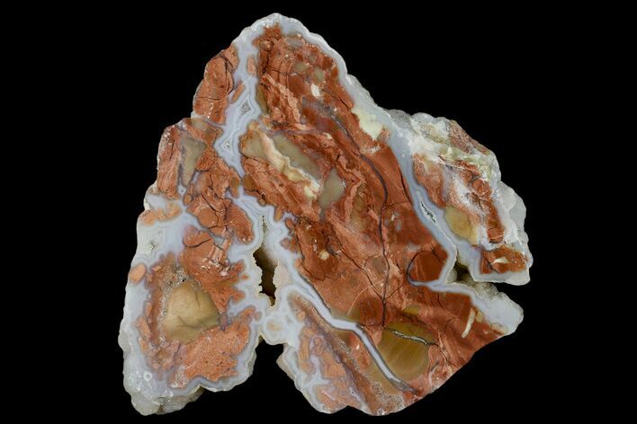 Polished Wyoming Youngite Agate/Jasper Section - Fluorescent #184765